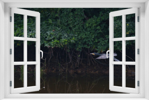 Fototapeta Naklejka Na Ścianę Okno 3D - cormorant flying over pond