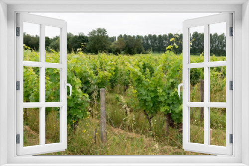 Fototapeta Naklejka Na Ścianę Okno 3D - ripe grapes in the vineyard in Bordeaux Saint Emilion on organic vine