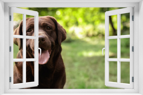 Fototapeta Naklejka Na Ścianę Okno 3D - Cute Chocolate Labrador Retriever dog in summer park