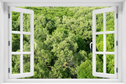 Fototapeta Naklejka Na Ścianę Okno 3D - Top view of green mangrove forest. at Pak Nam Rayong Thailand.