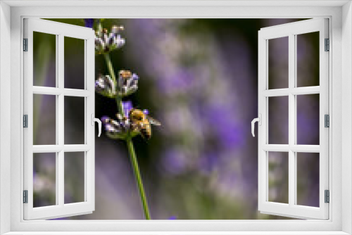 Fototapeta Naklejka Na Ścianę Okno 3D - lavender flower and bee