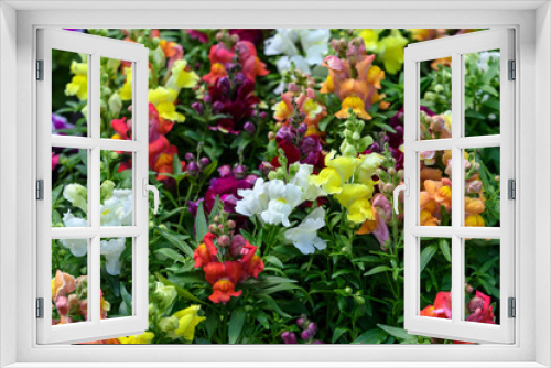 Fototapeta Naklejka Na Ścianę Okno 3D - Mixed colored dragon flowers or snapdragons or Antirrhinum in a sunny spring garden, natural background