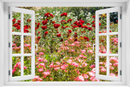 Fototapeta Naklejka Na Ścianę Okno 3D - View of a Rose Garden