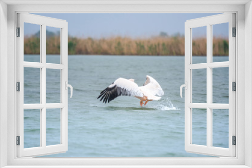 Fototapeta Naklejka Na Ścianę Okno 3D - Pelicans in Danube Delta