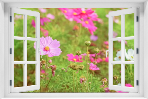 Fototapeta Naklejka Na Ścianę Okno 3D - Soft focus Pink Garden Cosmos (Cosmos bipinnatus) blossom blooming in garden with green nature blurred background.