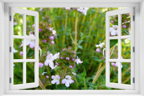 Fototapeta Naklejka Na Ścianę Okno 3D - Breckland Thyme, Thymus serpyllum, Thymus vulgaris, Common Thyme, Whole thyme. Fresh green thyme herb blooming with pink flowers growing in the garden. Selective focus, close up, still life.