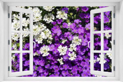 Fototapeta Naklejka Na Ścianę Okno 3D - Blaukissen, Aubrieta, Schleifenblume, Iberis