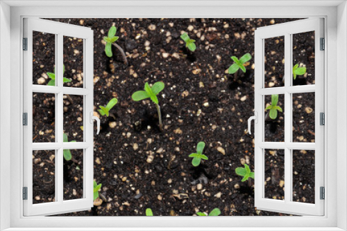 Fototapeta Naklejka Na Ścianę Okno 3D - seedling of hemp in planting pot vertical view close up