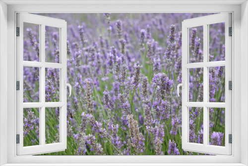 Fototapeta Naklejka Na Ścianę Okno 3D - lavender bush on the field