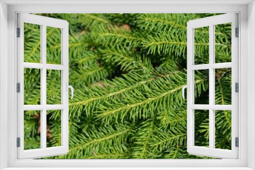 Fototapeta Naklejka Na Ścianę Okno 3D - Nidiformis Norway spruce