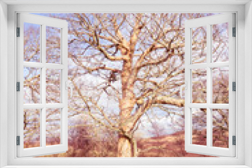 Fototapeta Naklejka Na Ścianę Okno 3D - Big old tree in a park