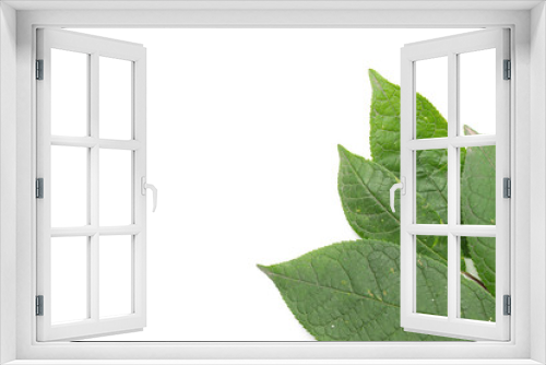 Fototapeta Naklejka Na Ścianę Okno 3D - green leaf on a white background, isolate.