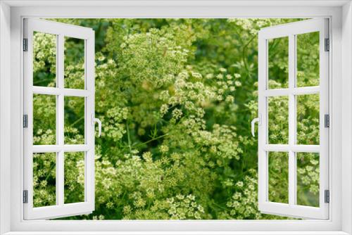 Fototapeta Naklejka Na Ścianę Okno 3D - green fragrant dill blooms in the garden