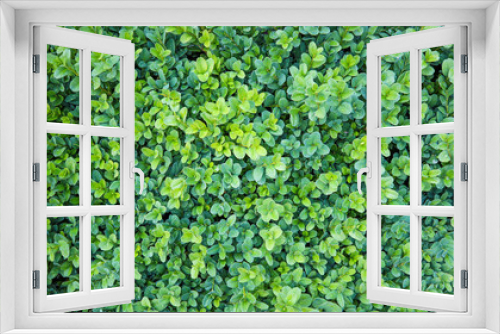 Fototapeta Naklejka Na Ścianę Okno 3D - Natural background. Buxus, box or boxwood with evergreen leaves