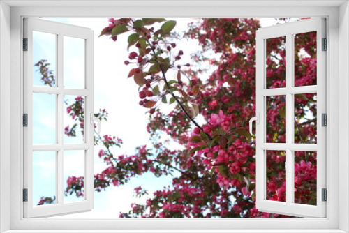 Fototapeta Naklejka Na Ścianę Okno 3D - Cherry blossom tree against bright sky