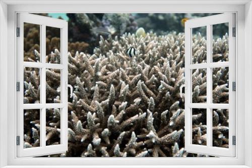 Fototapeta Naklejka Na Ścianę Okno 3D - Hard Coral with tiny Fish