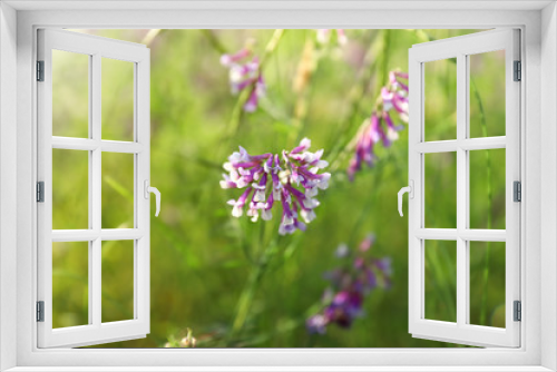 Fototapeta Naklejka Na Ścianę Okno 3D - Beautiful wild flowers outdoors. Amazing nature in summer