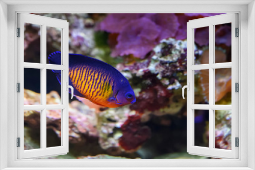 Fototapeta Naklejka Na Ścianę Okno 3D - poissons exotiques