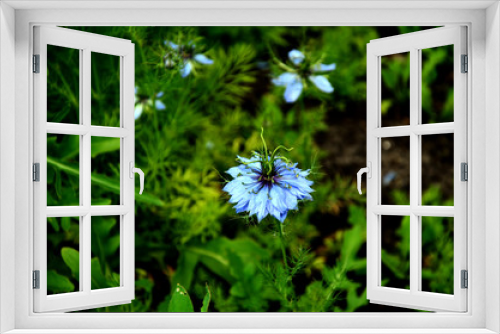 Fototapeta Naklejka Na Ścianę Okno 3D - blue flowers on green background. Ocimum. Centaurea cyanus 
