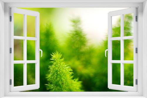 Fototapeta Naklejka Na Ścianę Okno 3D - Foxtail fern, green nature background, selective focus