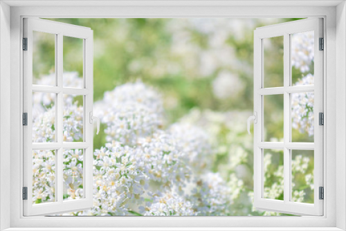 Fototapeta Naklejka Na Ścianę Okno 3D - View of a meadow white flower of Goutweed or Aegopodium podagraria L.