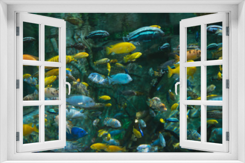 Fototapeta Naklejka Na Ścianę Okno 3D - Fish and animals living under water in different climatic zones