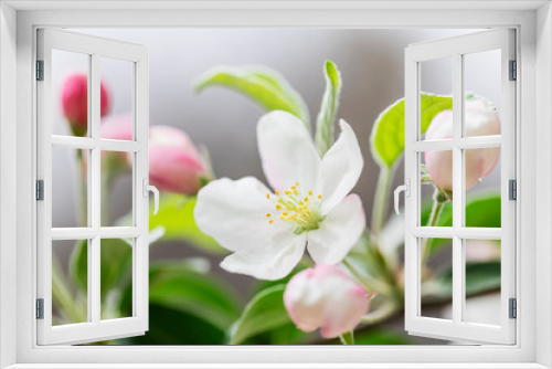 Fototapeta Naklejka Na Ścianę Okno 3D - Pink and white apple blossom flowers on tree in springtime