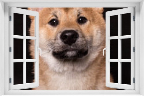 Fototapeta Naklejka Na Ścianę Okno 3D - Shiba inu portrait, dog on black background