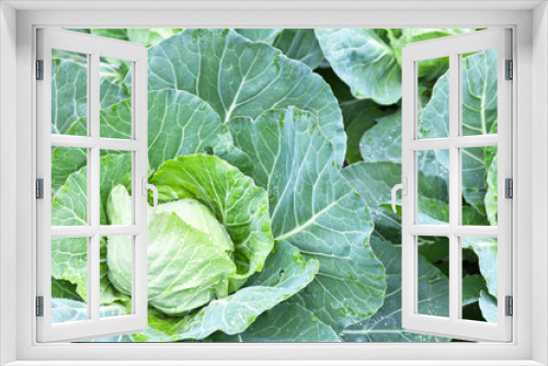 Fototapeta Naklejka Na Ścianę Okno 3D - Сultivated cabbage in a kitchen-garden. Green vegetable background. Natural organic vitamin products. Top view, close-up.