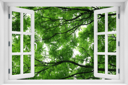 Fototapeta Naklejka Na Ścianę Okno 3D - tree