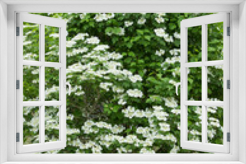 Fototapeta Naklejka Na Ścianę Okno 3D - Viburnum lantana bush with white flowers in springtime