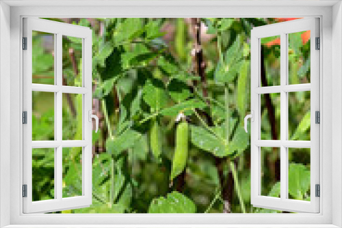 Fototapeta Naklejka Na Ścianę Okno 3D - Green peas ripe