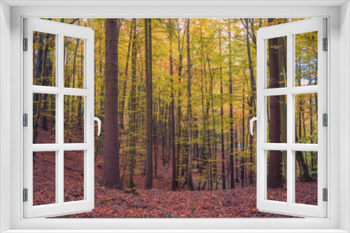 Fototapeta Naklejka Na Ścianę Okno 3D - Autumn colors of the northern forest