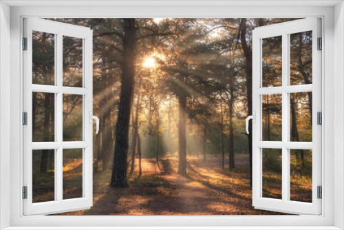 Fototapeta Naklejka Na Ścianę Okno 3D - Landscape. Morning. Walk through the woods. Sun rays.