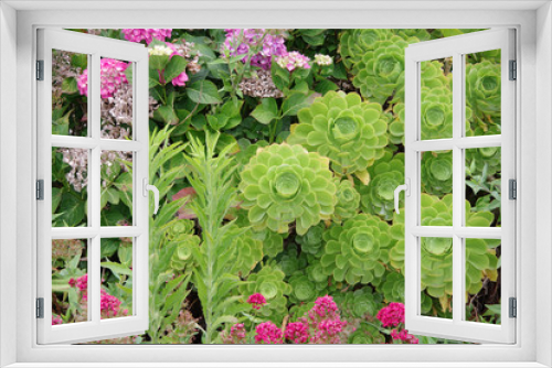 Fototapeta Naklejka Na Ścianę Okno 3D - A bed of a echeveria and other colorful flowers and plants in a town garden