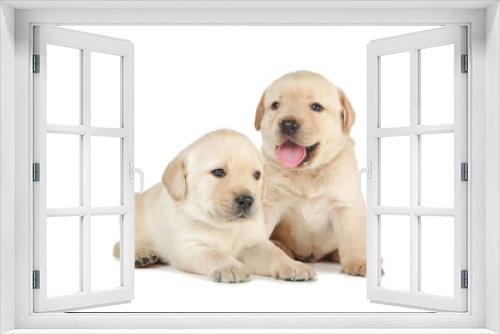 Fototapeta Naklejka Na Ścianę Okno 3D - Labrador puppies isolated on white background