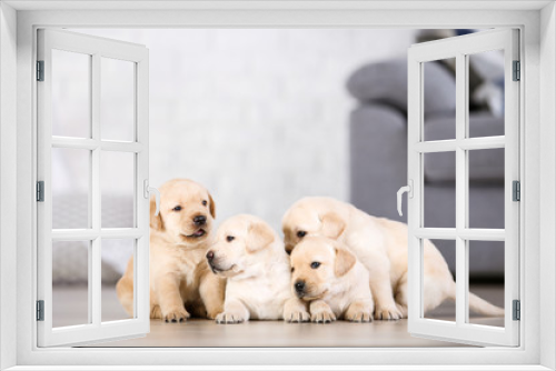 Fototapeta Naklejka Na Ścianę Okno 3D - Beautiful labrador puppies at home
