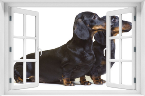 Fototapeta Naklejka Na Ścianę Okno 3D - A pair of smooth-haired dachshunds stands sideways and looks to one side. The concept of moving forward.