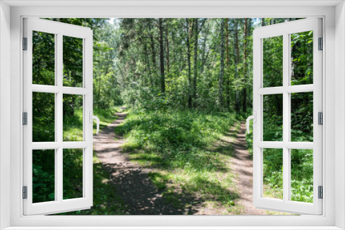 Fototapeta Naklejka Na Ścianę Okno 3D - two paths in a green summer forest