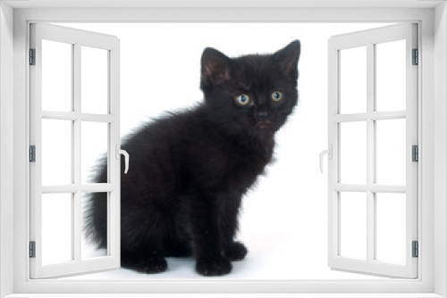 Fototapeta Naklejka Na Ścianę Okno 3D - Black kitten on white background