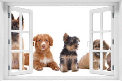 Fototapeta Naklejka Na Ścianę Okno 3D - large group of puppies