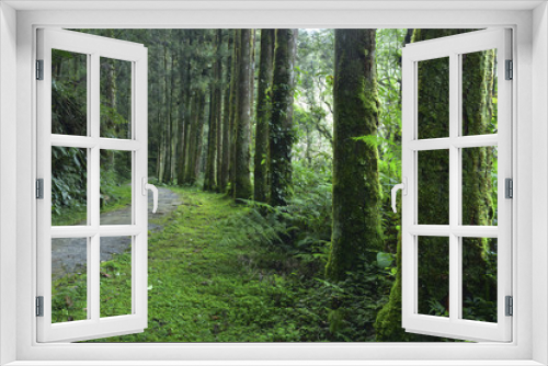 Fototapeta Naklejka Na Ścianę Okno 3D - damp forest in Mingchi forest park