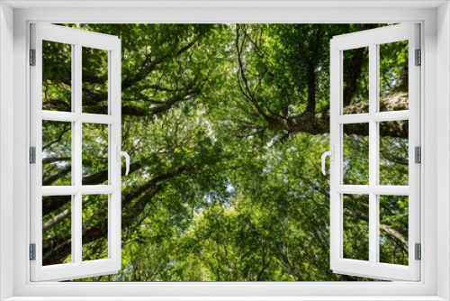 Fototapeta Naklejka Na Ścianę Okno 3D - Trees in a Forest