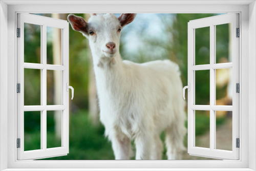 Fototapeta Naklejka Na Ścianę Okno 3D - goat on the farm