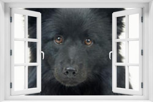 Fototapeta Naklejka Na Ścianę Okno 3D - Swedish Lapphund