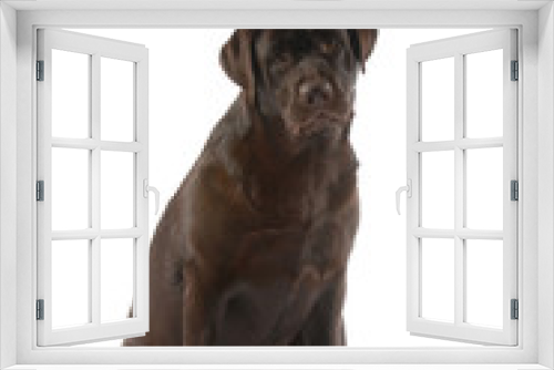 Fototapeta Naklejka Na Ścianę Okno 3D - Labrador Retriever