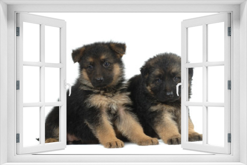 Fototapeta Naklejka Na Ścianę Okno 3D - German Shepherd puppies