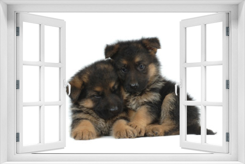 Fototapeta Naklejka Na Ścianę Okno 3D - German Shepherd puppies