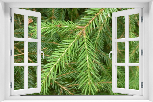 Fototapeta Naklejka Na Ścianę Okno 3D - christmas tree branch
