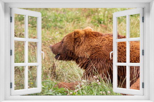 Fototapeta Naklejka Na Ścianę Okno 3D - brown bears enjoying their enclosure while they walk and rest